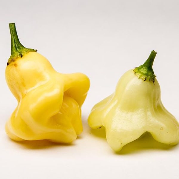 Aji Fantasy Chili Pepper Seeds For Cheap - Image 2