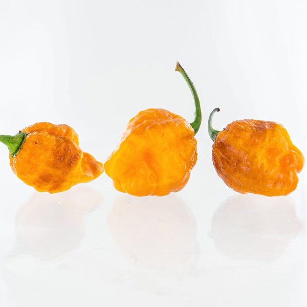 7 Pot Jonah x Pimienta de Neyde (7JPN) Pepper Seeds Supply - Image 2