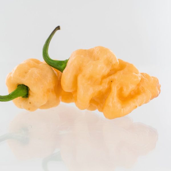 7-Pot BubbleGum x Drax Diego Dream Pepper Seeds For Discount