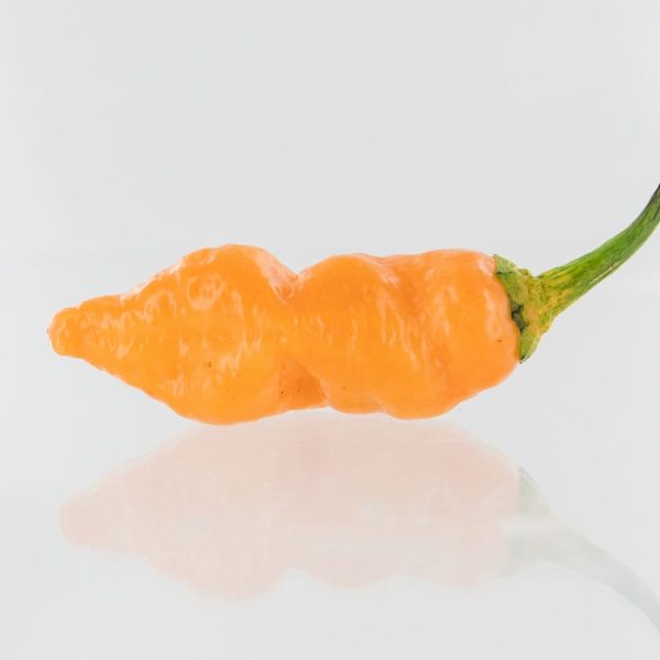 7-Pot BubbleGum x Drax Diego Dream Pepper Seeds For Discount - Image 4