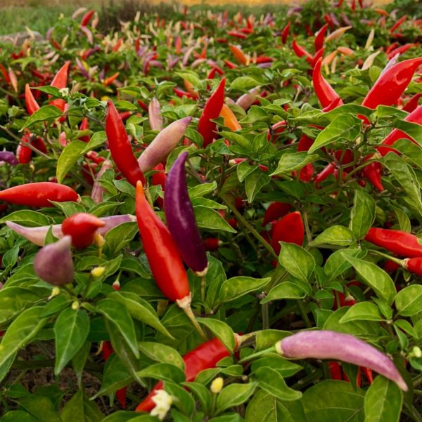 Aji Omnicolor Pepper Seeds Hot on Sale